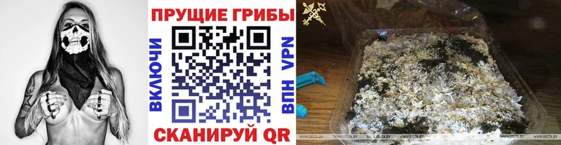 Галлюциногенные грибы Psilocybine cubensis  Купить закладки  Гвардейск 